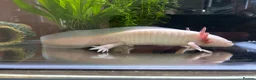 Axolotl reptiles for sale: Albino & Leucistic Axolotl  - Advert 4