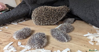 Pygmy Hedgehog rodents - Advert 5