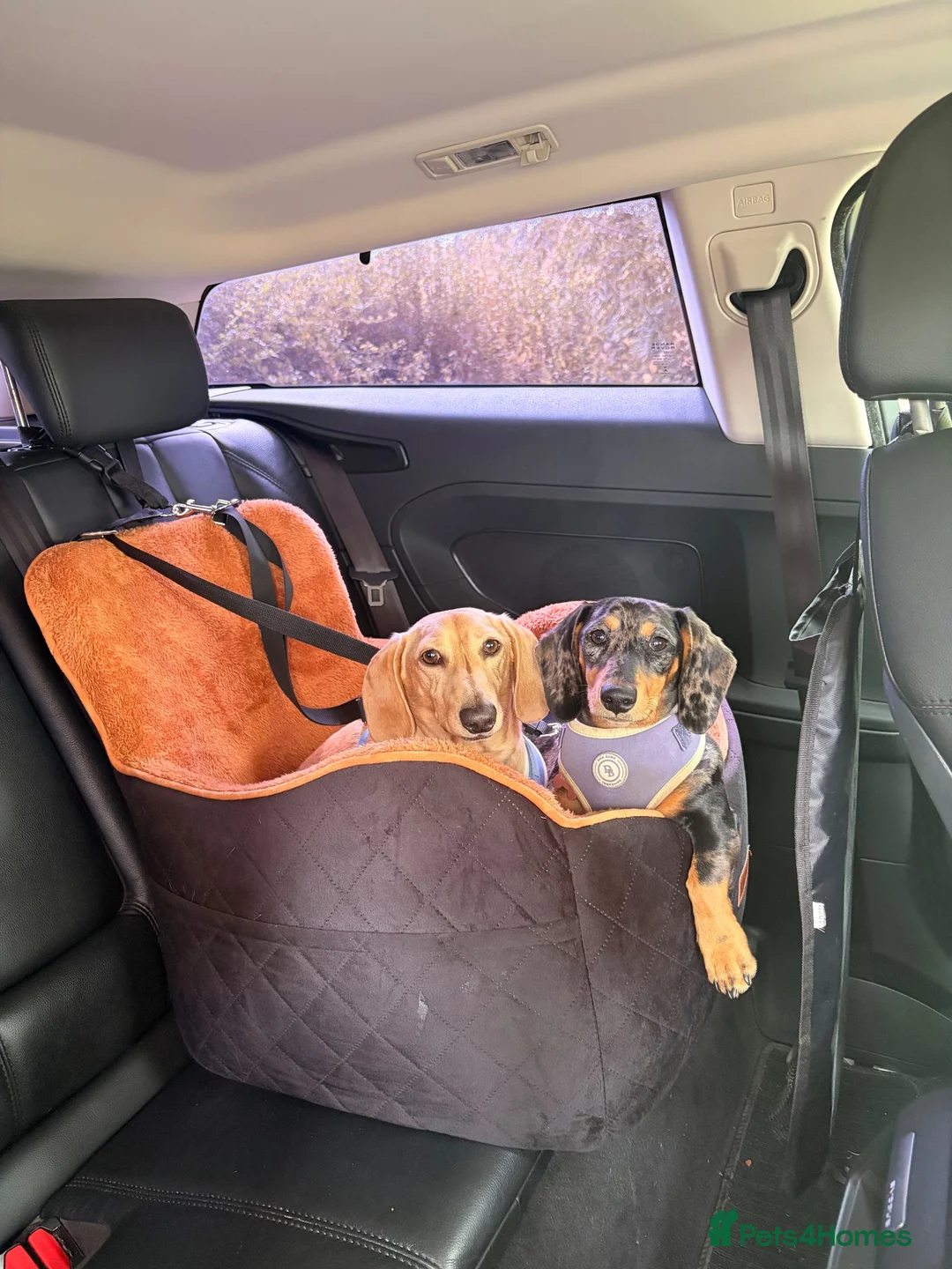 Miniature Dachshund dogs for sale: Male and female Dachshund for sale  - Advert 2