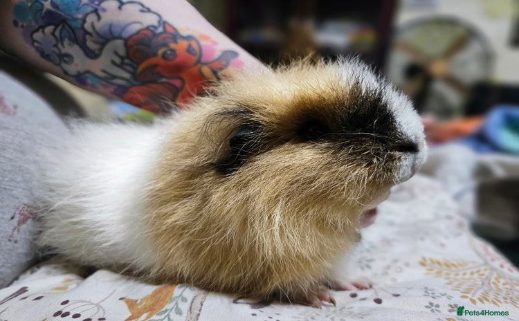 Guinea Pig rodents - Advert 1