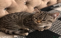 Mixed Breed cats for sale: Female mixed tabby  - Image 7