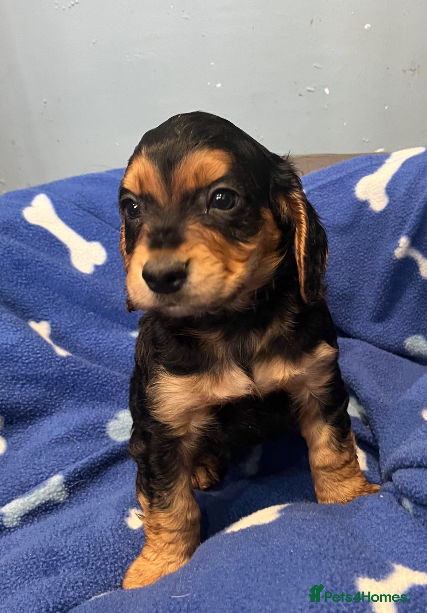 Cocker Spaniel dogs for sale: KC Cocker Spaniel puppies in Abertillery - Advert 3