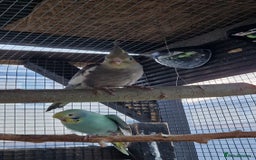Cockatiels birds for sale: 1x 8 week old cockatiel £85  - Image 5