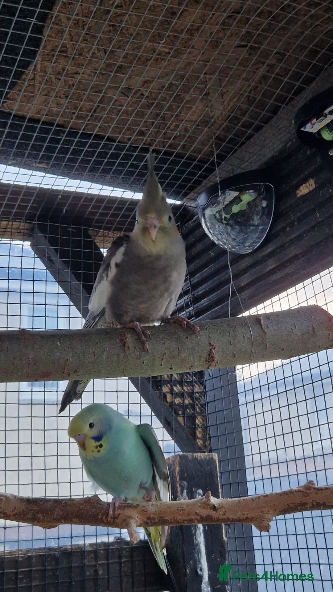 Cockatiels birds for sale: 1x 8 week old cockatiel £85  - Image 5