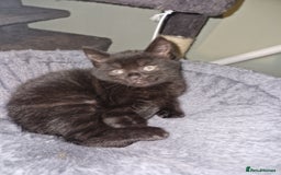 Mixed Breed cats for sale: Kittens - Image 3