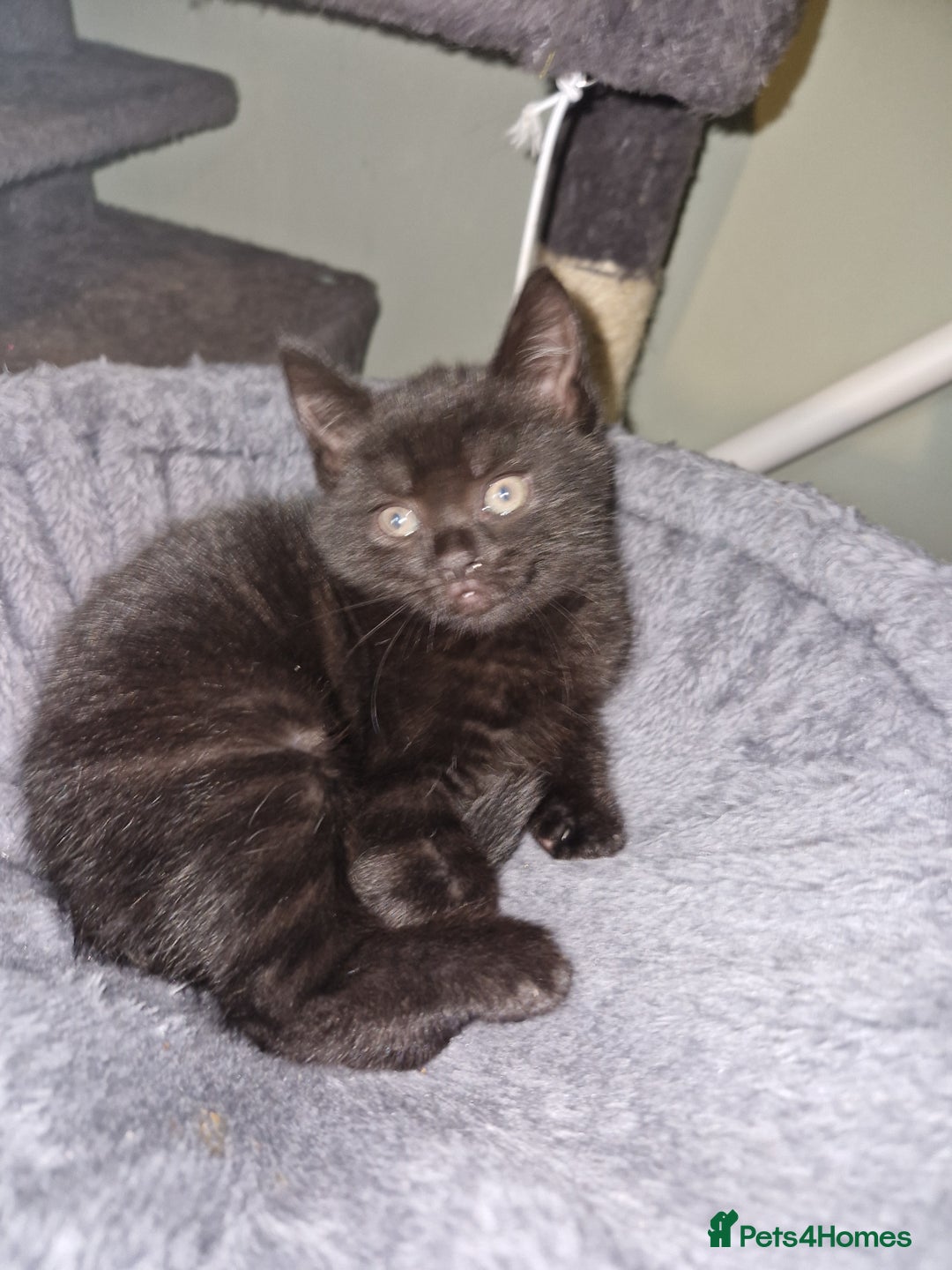 Mixed Breed cats for sale: Kittens - Image 3