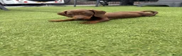Dachshund dogs for sale: Dachshund puppies - Advert 2