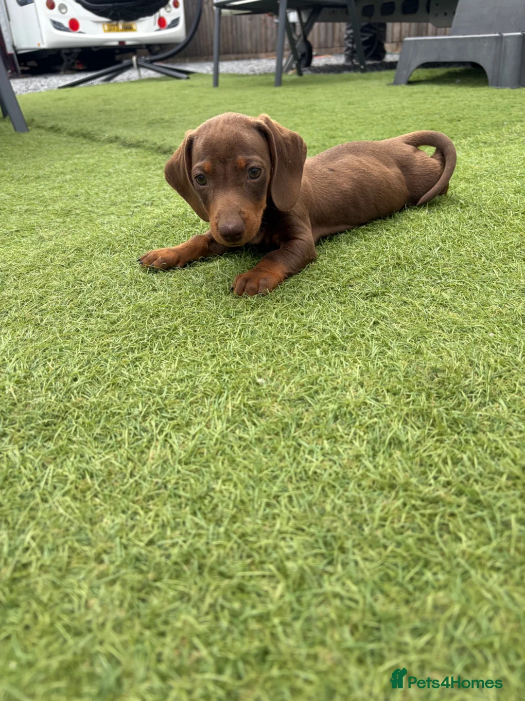 Dachshund dogs for sale: Dachshund puppies - Advert 2