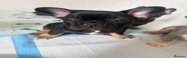French Bulldog 2