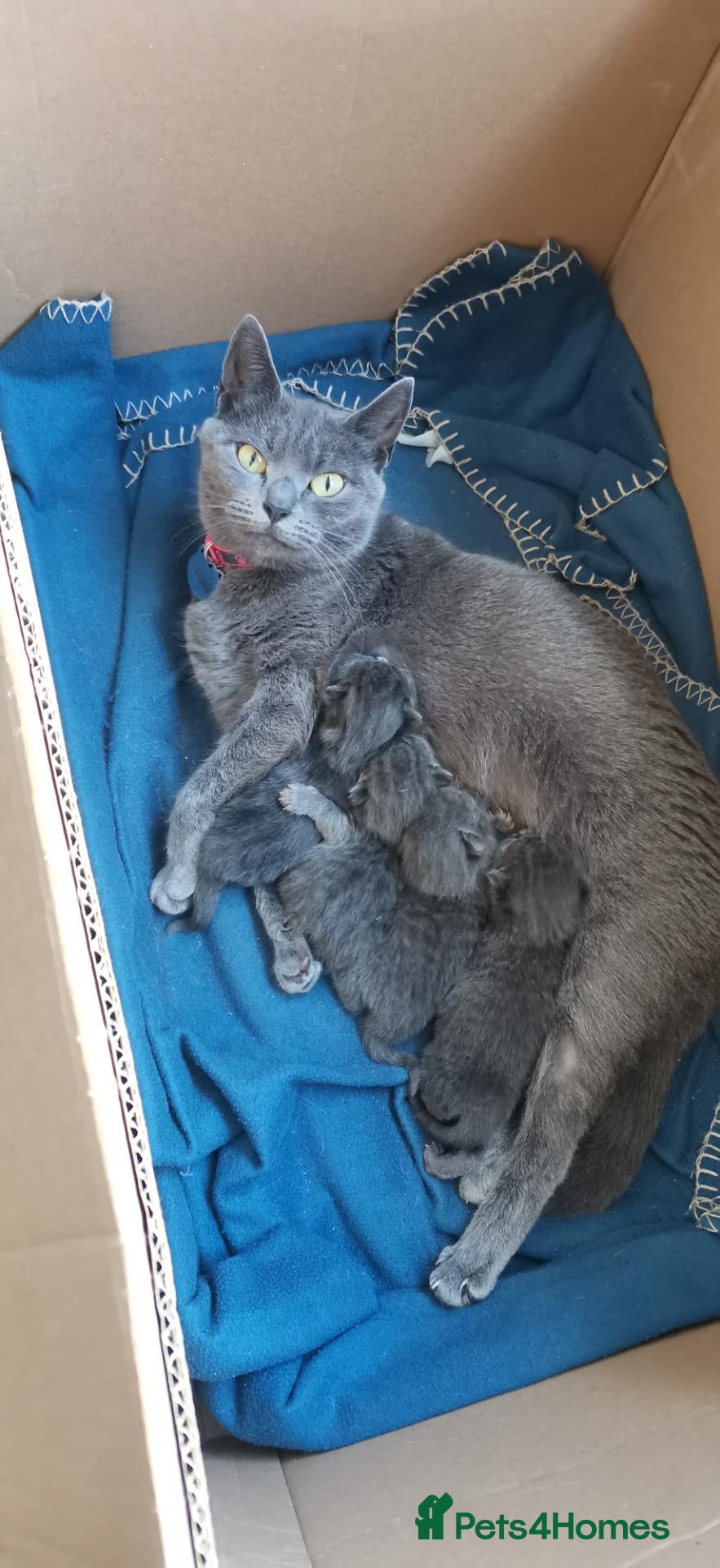 British Shorthair cats for sale: British shorthair - Advert 5