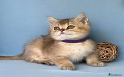 British Shorthair cats for sale: Stunning British shorthair kittens AN 12 GCCF  - Image 10