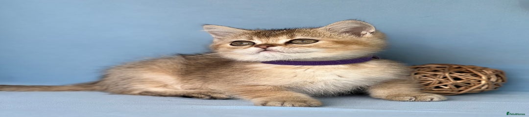 British Shorthair Kitten 1