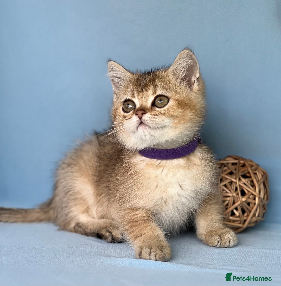 British Shorthair cats for sale: Stunning British shorthair kittens AN 12 GCCF  - Image 10