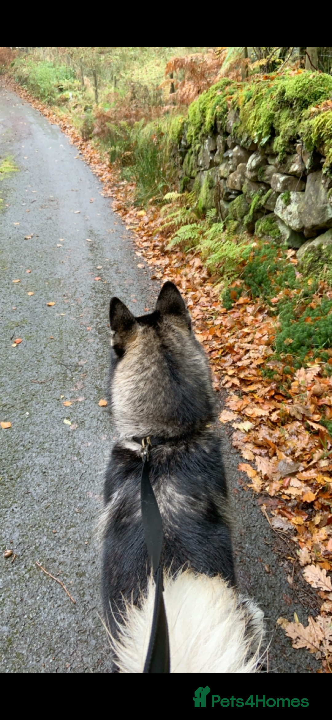 Alaskan Malamute dogs for sale: K.C registered Quality Alaskan Malamute puppies - Advert 3