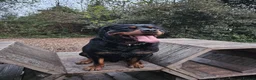 Rottweiler dogs for sale: Beautiful Rottweiler Litter Expected in Gosport - Advert 5