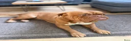 Dogue De Bordeaux dogs for sale: Dogue de Bordeux Girl  - Advert 2