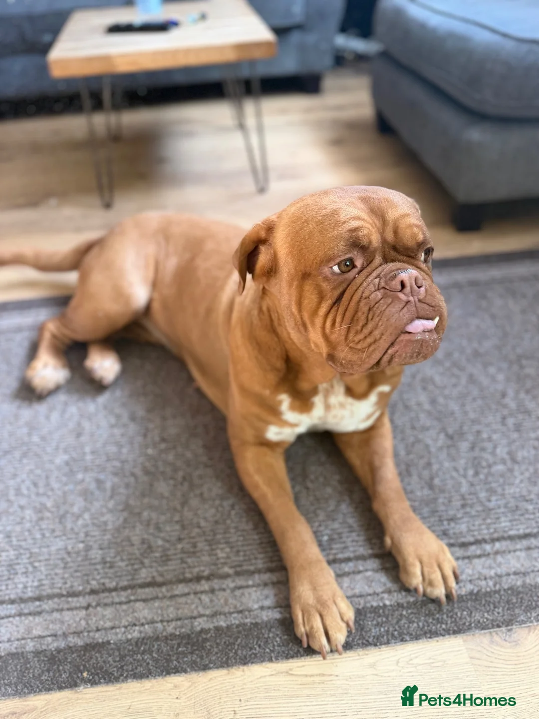 Dogue De Bordeaux dogs for sale: Dogue de Bordeux Girl  - Advert 2