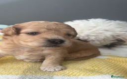 Mixed Breed dogs for sale: Male boys - Image 2