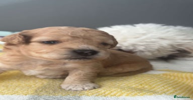 Mixed Breed dogs - Advert 1