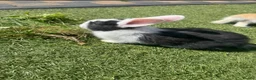 Continental Giant rabbits for sale: One black and white continental female giant left  - Advert 1