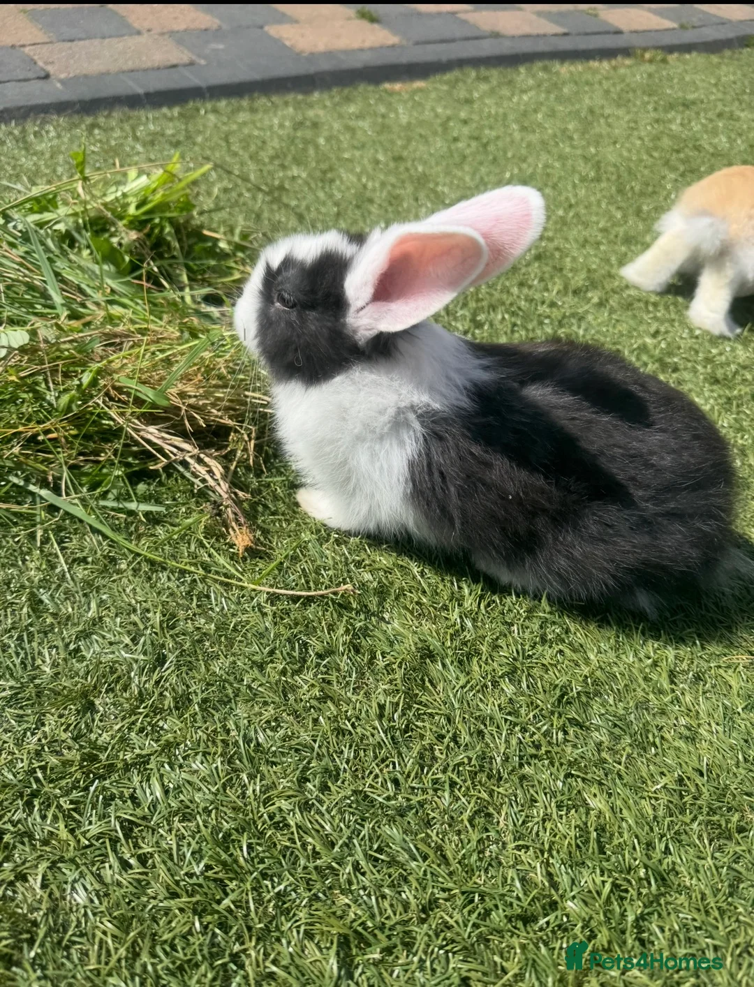 Continental Giant rabbits for sale: One black and white continental female giant left  - Advert 1