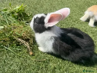 Continental Giant rabbits for sale: One black and white continental female giant left - Advert 1