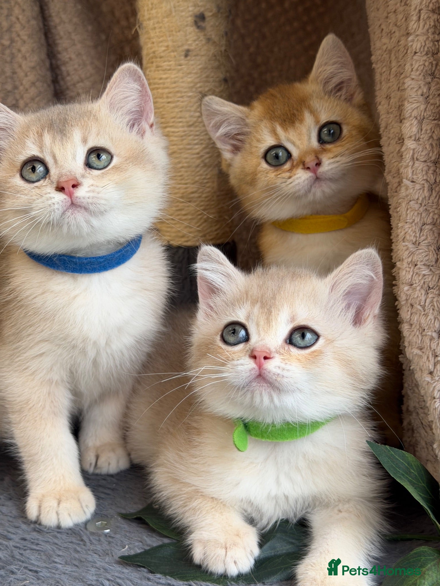 British Shorthair cats British shorthair blue/black golden kittens GCCF  - Advert 10