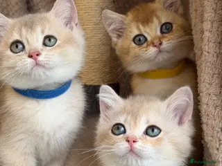 British Shorthair cats British shorthair blue/black golden kittens GCCF - Advert 10