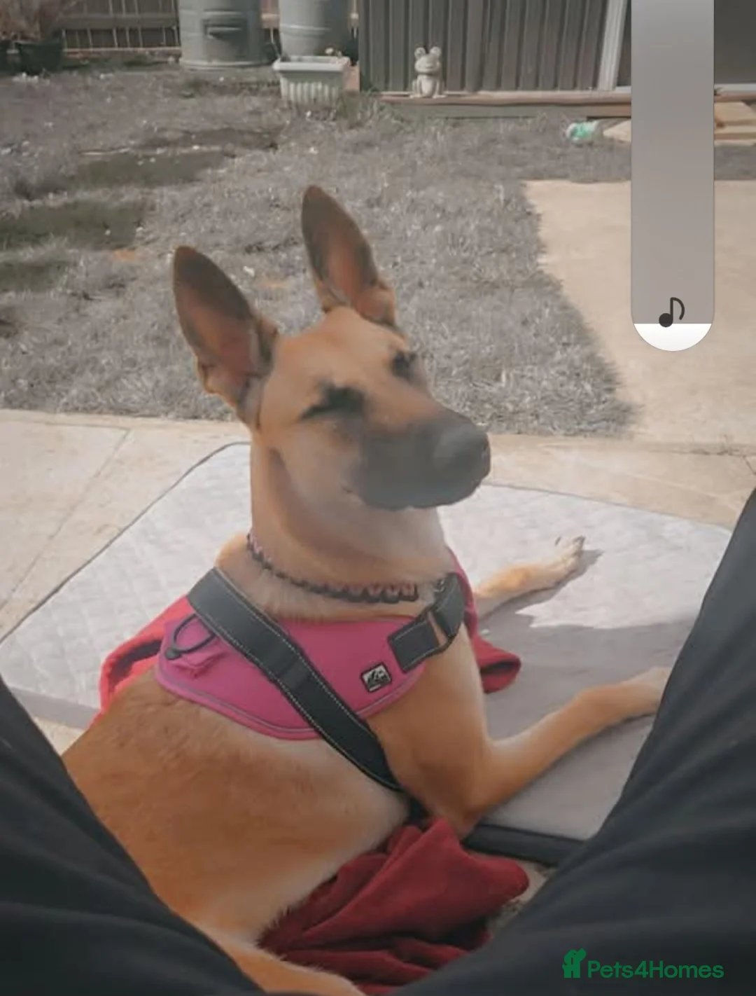 Belgian Shepherd Dog dogs for sale: 8 month old female Belgian Shepherd  in Ilkeston - Advert 5