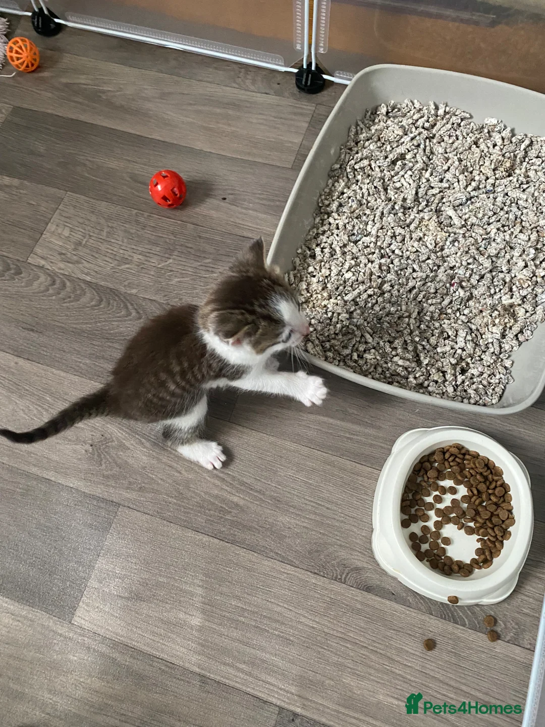 Mixed Breed cats for sale: Four kittens left  - Advert 8
