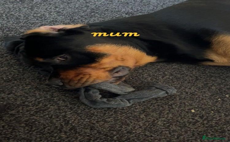 Rottweiler dogs - Advert 5