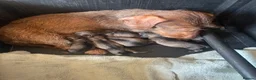 Dachshund dogs for sale: Beautiful wired haired sausage dogs  in Penrith - Advert 4