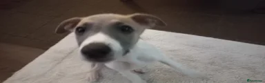 Whippet Puppy 2 (John, he's awight ) 