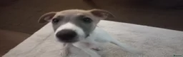 Whippet dogs for sale: 4 beautiful KC whippet puppies! - Advert 6