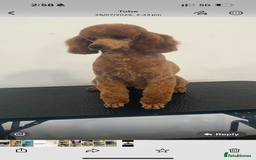 Cockapoo dogs for sale: BEAUTIFUL RED F1 COCKAPOO’S HEALTH TESTED PARENTS  - Image 25