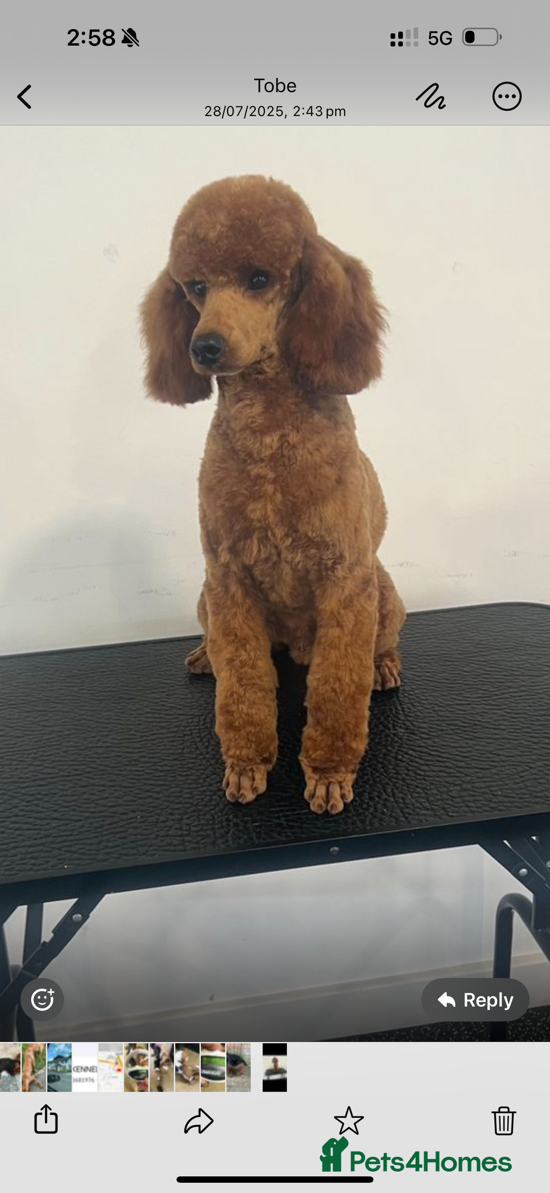 Cockapoo dogs for sale: BEAUTIFUL RED F1 COCKAPOO’S HEALTH TESTED PARENTS  - Image 25