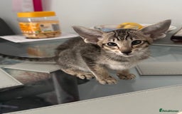 Oriental cats for sale: Pedigree Oriental Kittens  - Image 5