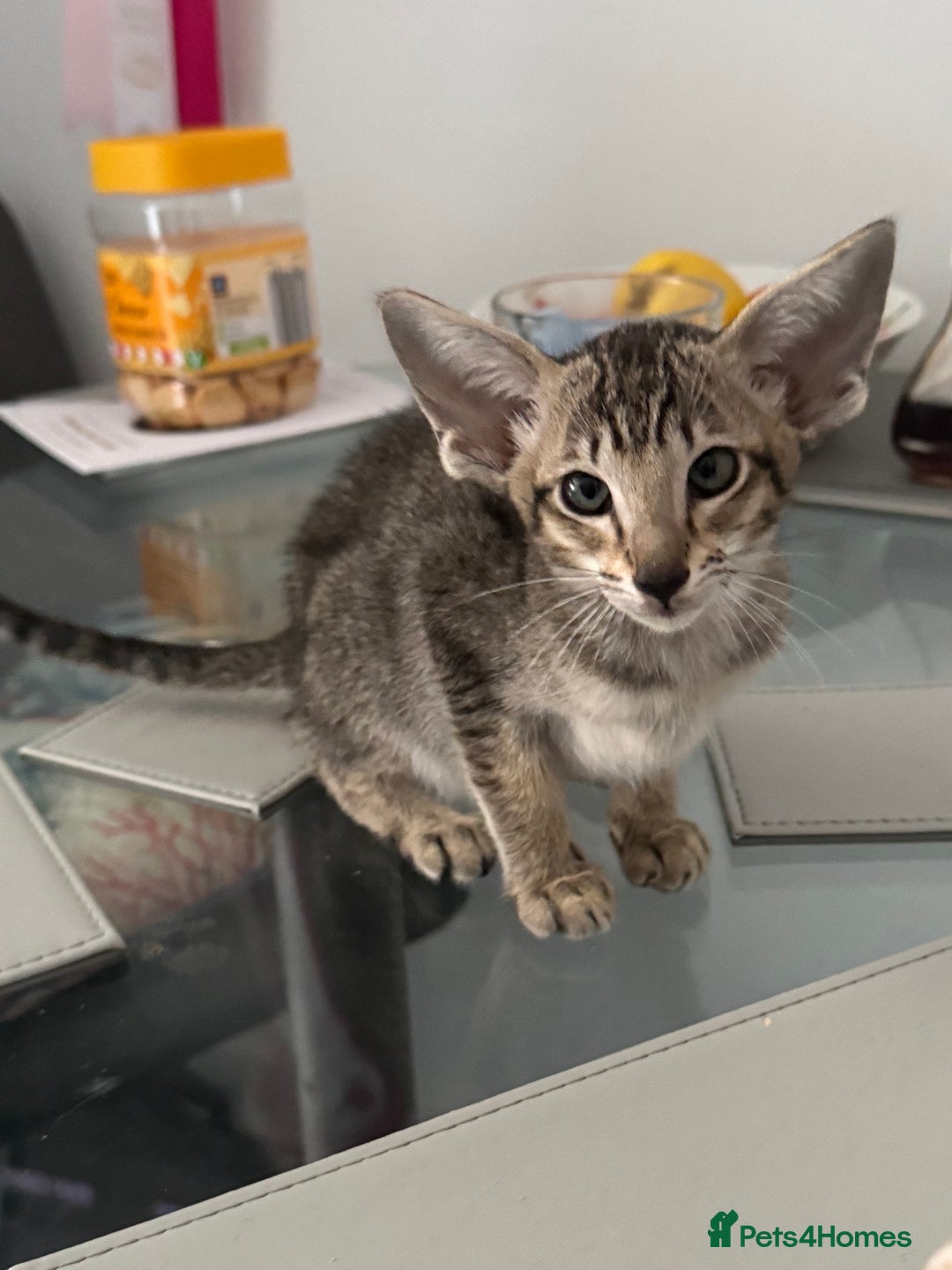 Oriental cats for sale: Pedigree Oriental Kittens  - Image 5