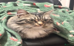 Mixed Breed cats for sale: Tabby long haired female mixed breed cat - Image 4
