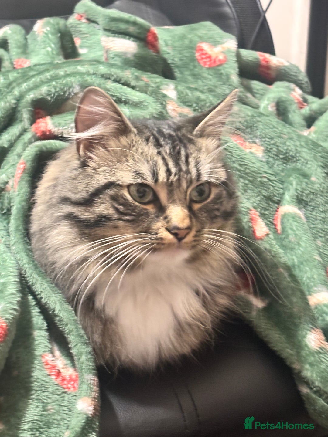 Mixed Breed cats for sale: Tabby long haired female mixed breed cat - Image 4