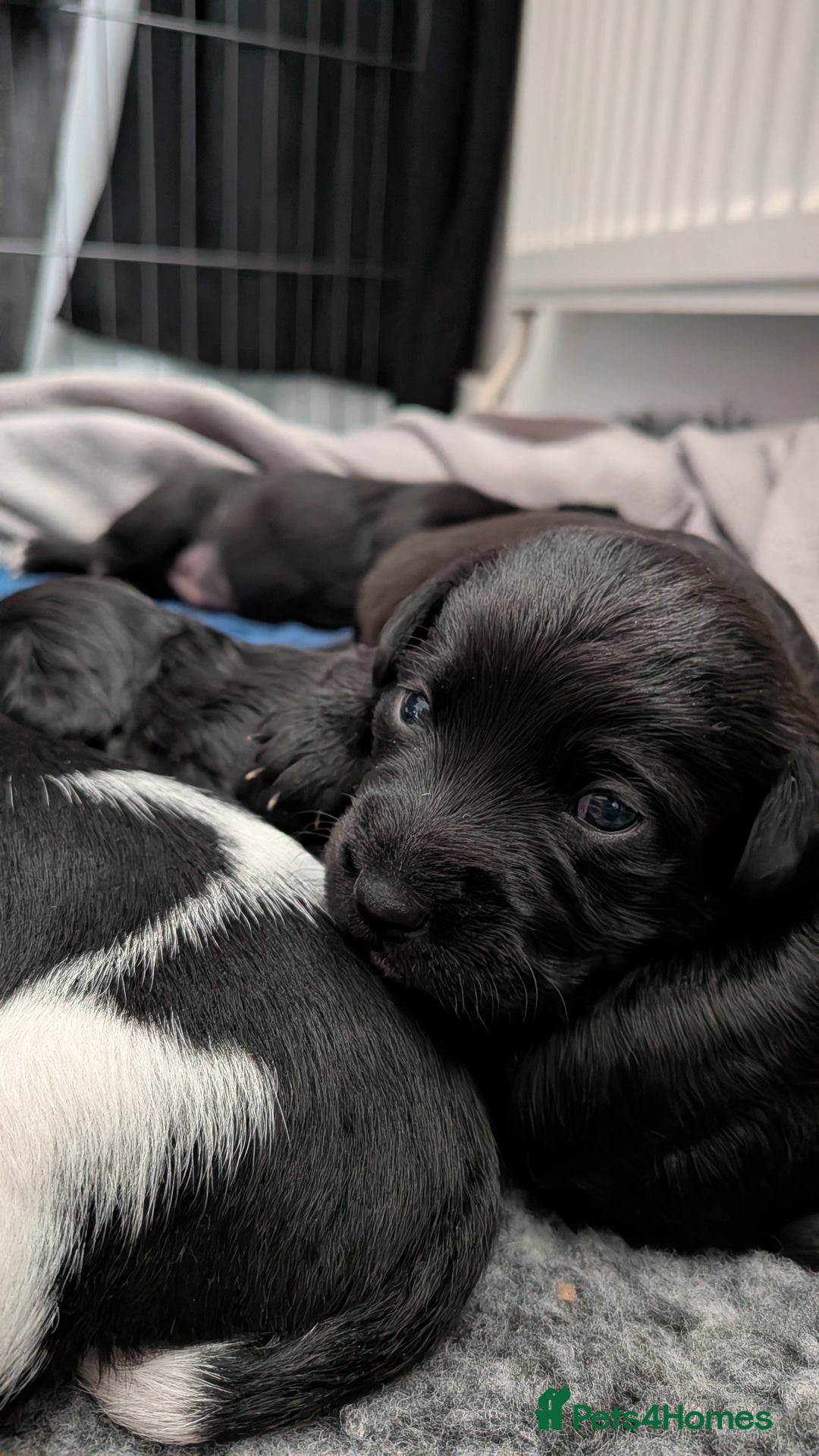 Mixed Breed dogs for sale: Puppies: Cocker Spaniel/Jack Russell  - Advert 5