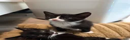 Mixed Breed cats for sale: Beautiful Mother Cat & 4 Lovely Kittens - Advert 10