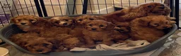 Cavapoo dogs for sale: 🐶🐾Adorable F1 miniature cavapoos🐾🐶 - Advert 1