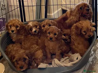 Cavapoo dogs 🐶🐾Adorable F1 miniature cavapoos🐾🐶 - Advert 2