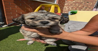 Mixed Breed dogs - Advert 2