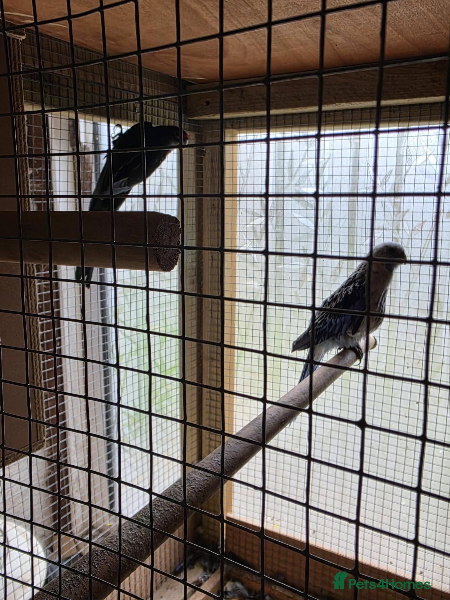 Parakeets birds 2 pairs of kakarikis and 1 pair of black rosellas - Advert 1
