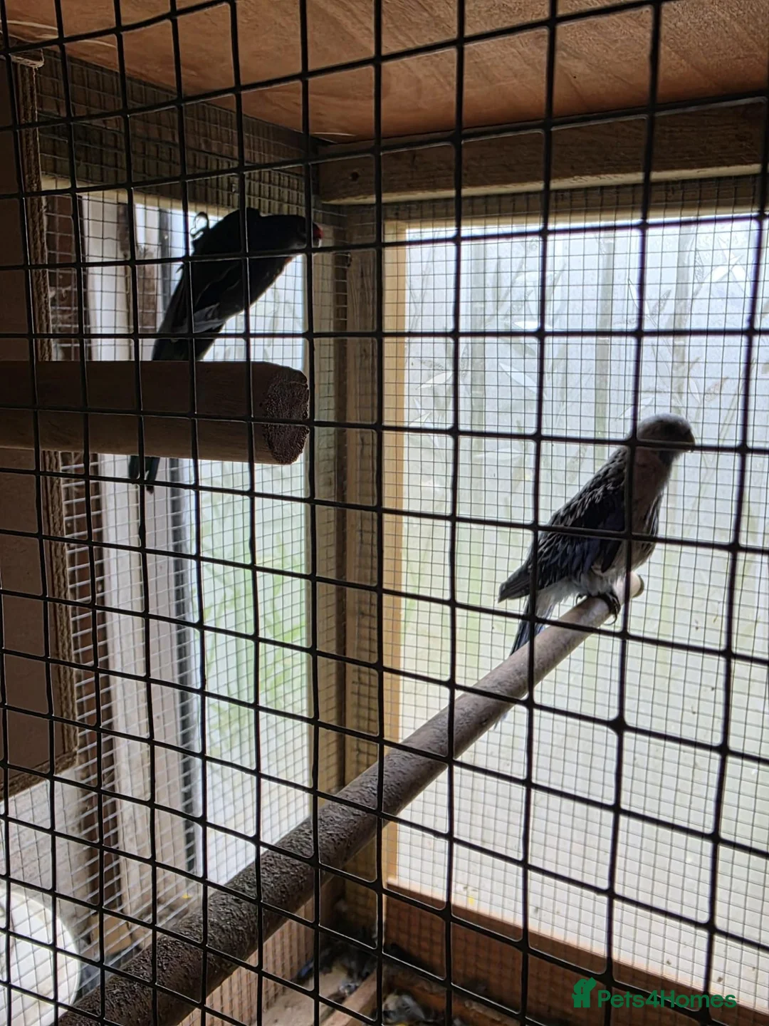 Parakeets birds for sale: 2 pairs of kakarikis and 1 pair of black rosellas - Advert 1