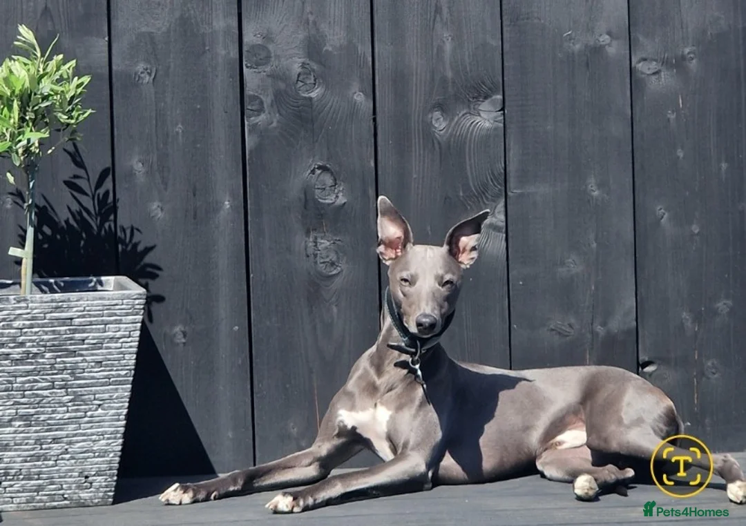 Whippet dogs for stud: KC Registered Blue Whippet for Stud - Advert 6