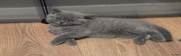 British Shorthair cats for sale: British shorthair and longhair kittens  - Advert 9