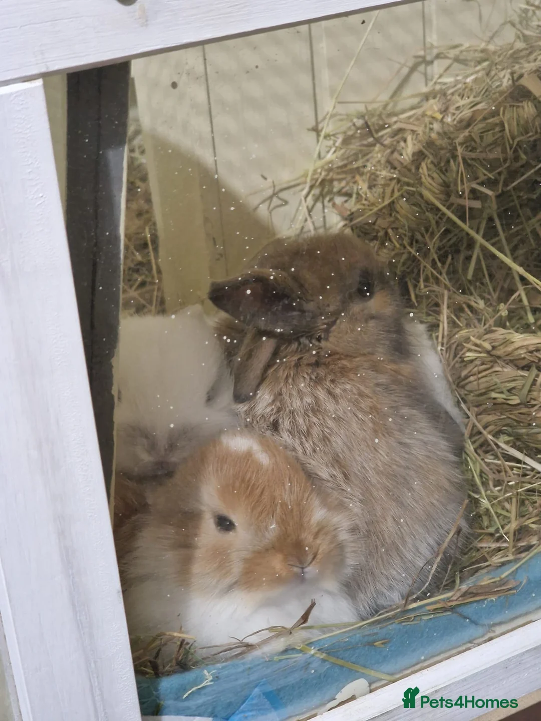 Mini Lop rabbits for sale: Adorable Rabbit Kits Looking for a Loving Home 🐰 - Advert 14